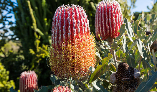 Banksia: A Symbol of Endurance and Beauty