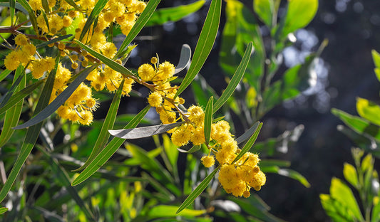 The Workplace Wonder: Golden Wattle