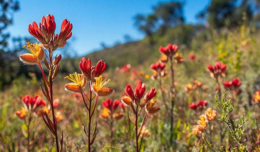 Kangaroo Paw: A Unique Australian Icon