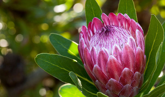Protea: The King of Flowers
